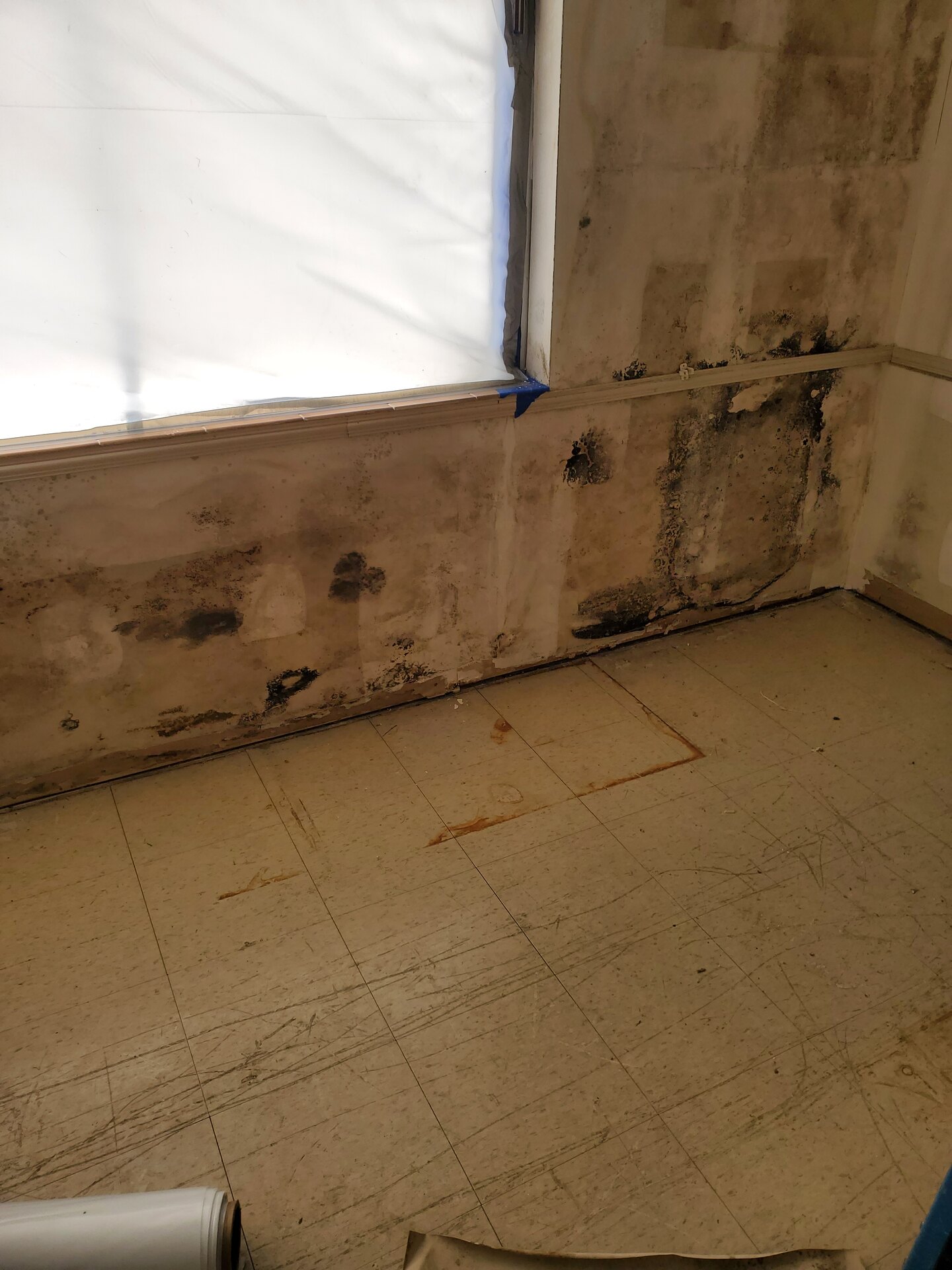 Black mold growth along the base of a wall above vinyl tile flooring